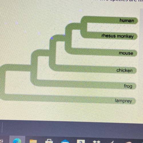 (20 POINTS) Of the animals in this phylogenetic tree, which two species are most closely related?