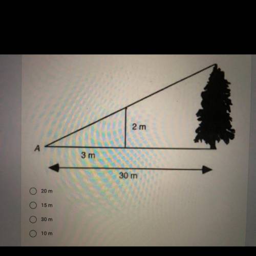 Given the 2 m line is perpendicular to the 30 m line, what is the height of the tree from the 30 m