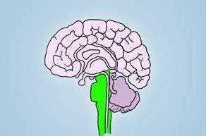 What part of the brain is highlighted in the diagram below?

Highlighter portion is at the bottom