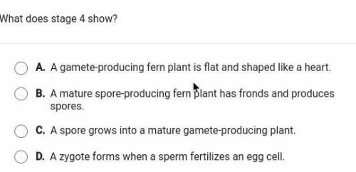 The diagram shows the life cycle of a fern. what does stage 4 show?