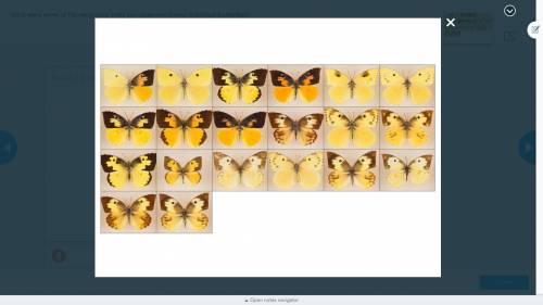 What were some of the wing-color traits you observed in your individual butterflies?