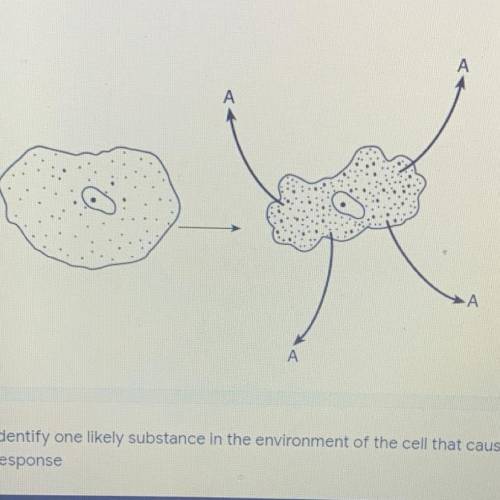 Identify substance A.
1) Glucose
2) Salt
3) Water
4) Starch