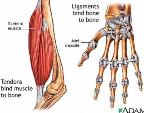 Tendons connect bones to? (science)