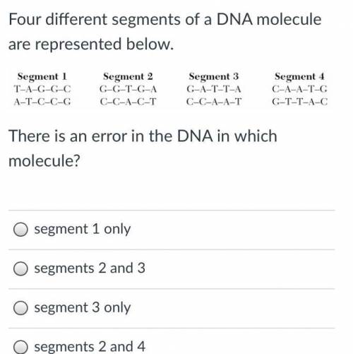 Four different segments of a DNA molecule are represented below.

DNA
There is an error in the DNA
