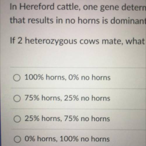 In Hereford cattle, one gene determines whether or not a cow will have horns. The allele that produ