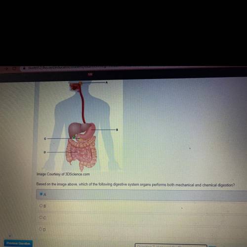 Image Courtesy of 3D Science.com

Based on the image above, which of the following digestive syste