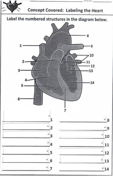 Labeling the Heart. Plsss help me this was due yesterday)

1.____________