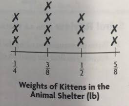 What is the combined weight of all the kittens