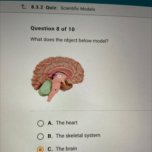 What does the object below model?

O A. The heart
O B. The skeletal system
C. The brain
O D. The l