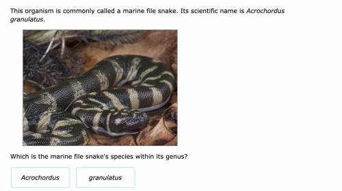 NO LINKS AND NO GUESSES I WANT A COMPLETE ANSWER

Which is the marine file snake's species within