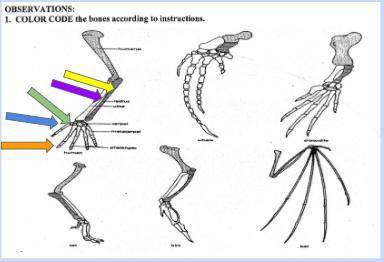 Carefully examine the drawings of the bones. Look for similarities across the different species of