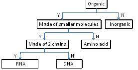 **25 POINTS** DNA is an organic molecule that is the code of life. DNA is made up of smaller molecu