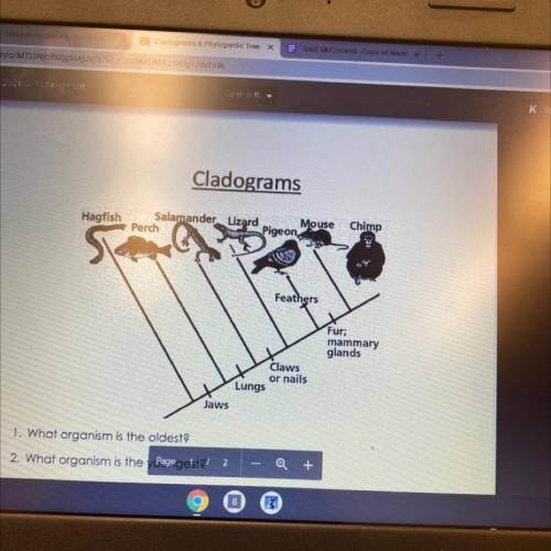 1 which organism is the oldest

2 what organism is the youngest 
3 what organism dosent have jaws