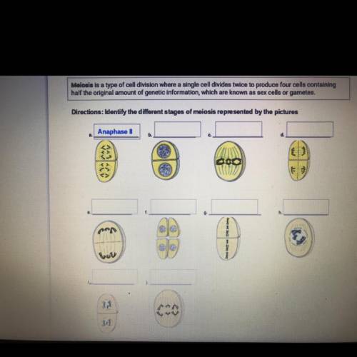 Directions: Identify the different stages of moiosis represented by the pictures