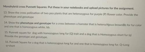 Dose anyone who know Biology know how to Punnett Squares? Picture is above 
thanks alot :)