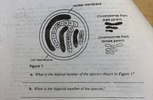 A. What is the diploid number of the species shown in Figure 1?

b. What is the haploid number of