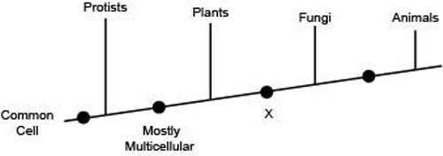 The following diagram shows the branching tree for four kingdoms and some of their shared derived c