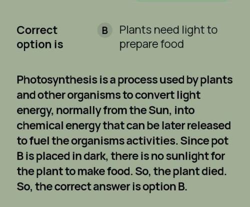 How does photosynthesis happen? (Also can anyone Pay Pal me 2 more dollars for school supplies.