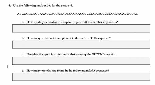 Please help asap: nucleotides, proteins, mRNA sequence, amino acids