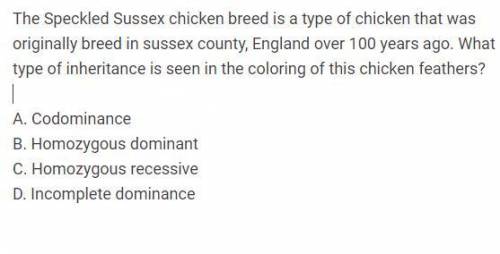 The Speckled Sussex chicken breed is a type of chicken that was originally breed in sussex county,