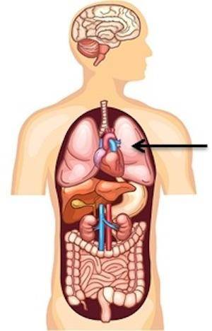 Identify the organ that the arrow is pointing to in this image.

Brain
Chest
Heart
Lungs
i forgot