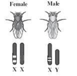 HELP MEE

The diagram to the right shows the X chromosomes in a female fruit fly and the X and Y
c