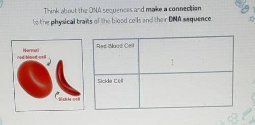 Think about the DNA sequences and make a connection to the physical traits of the blood cells and t