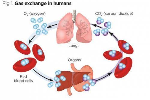 What do the human body cell do with the carbon dioxide