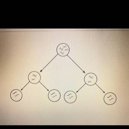 The diagram below represents a reproductive process.

Which reproductive process is represented by