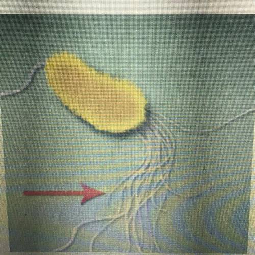 What is the function of the structure identified by the red arrow