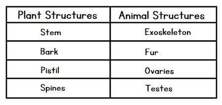 Rachael has matched plant and animal structures and organs. She has matched them because they have