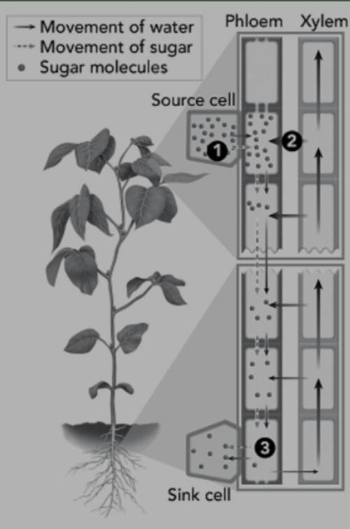 Describe what happens in the source cell, between the source and sink cell, and then in the sink ce