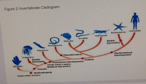 Explain how your chosen invertebrate fits into the cladogram of invertebrates. (Use Figure 2 to hel