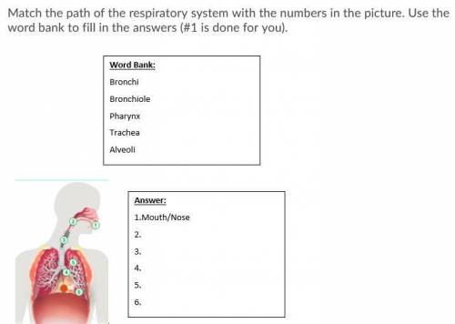 match the path of the respiratory system with the numbers in the picture. Use the word bank to fill
