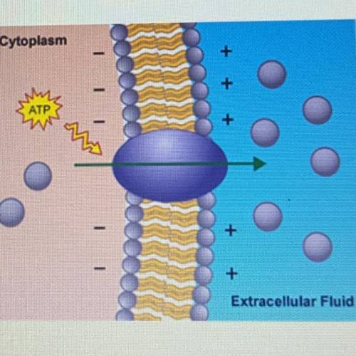 PLEASE HELP NEED ANSWER ASAP

If ATP was not available in the following diagram, which of the foll