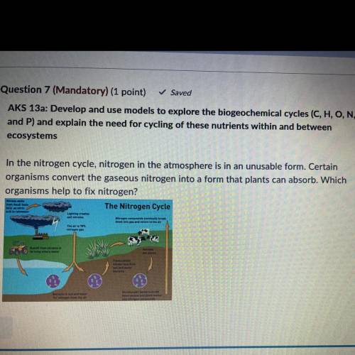 Answer choices are 
Producers 
Bacteria 
Mushrooms 
Consumers