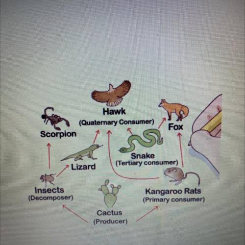 2 food chains that exist in this food web?