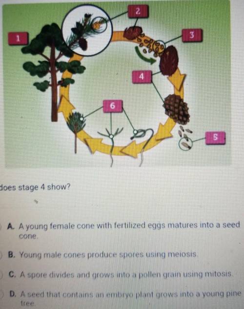 What does stage 4 show? O A. A young female cone with fertilized eggs matures into a seed cone. B.