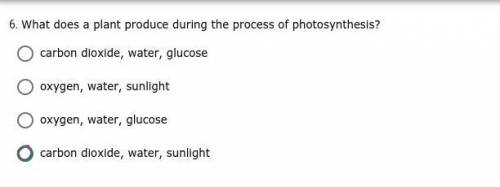 What does a plant produce during the process of photosynthesis?