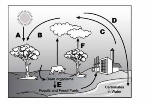 Analyze the given diagram of the carbon cycle below.

An image of carbon cycle is shown. The sun,