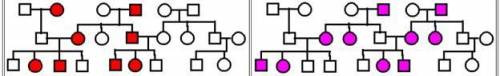 Genetics Pedigree Question:

Given the following pedigrees which is autosomal dominant, autosomal