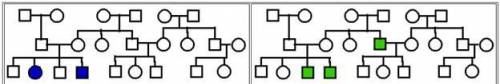 Genetics Pedigree Question:

Given the following pedigrees which is autosomal dominant, autosomal