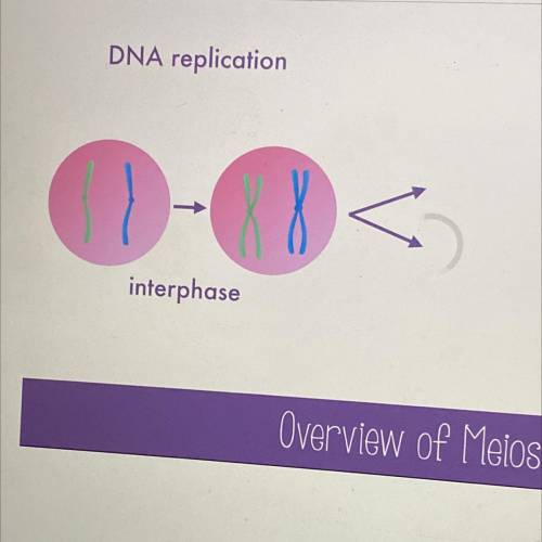 During which phase does DNA replication occur?

A. Metaphase
B. Anaphase
C. Prophase
D. Interphase