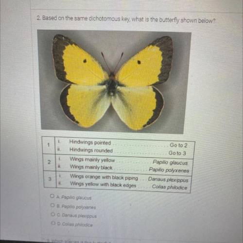 2. Based on the same dichotomous key, what is the butterfly shown below?

天 &
1
1
Go to 2
Go t