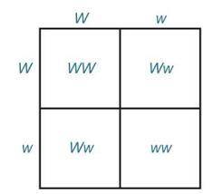 I have to make a punnet square with a 50/50 chance of white or black wool white wool is WW and black
