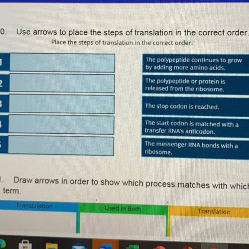 Place the steps of translation in the correct order.

1-The polypeptide continues to grow
by addin