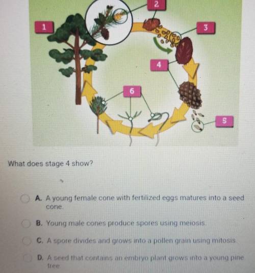 The diagram shows the life cycle of a pine tree.​