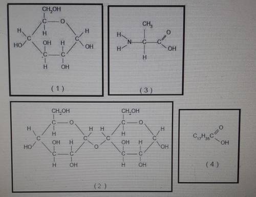 Which structure in the figure would most likely be used to form muscles and connective tissue​