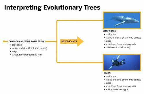 Humans and blue whales have many shared structures. Based on this information, paleontologists know