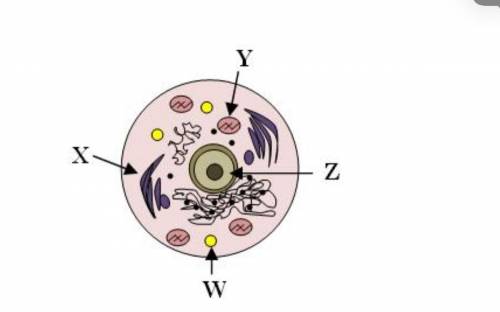 In the above animal cell, what is the function of the cellular organelle labeled with the letter Y?